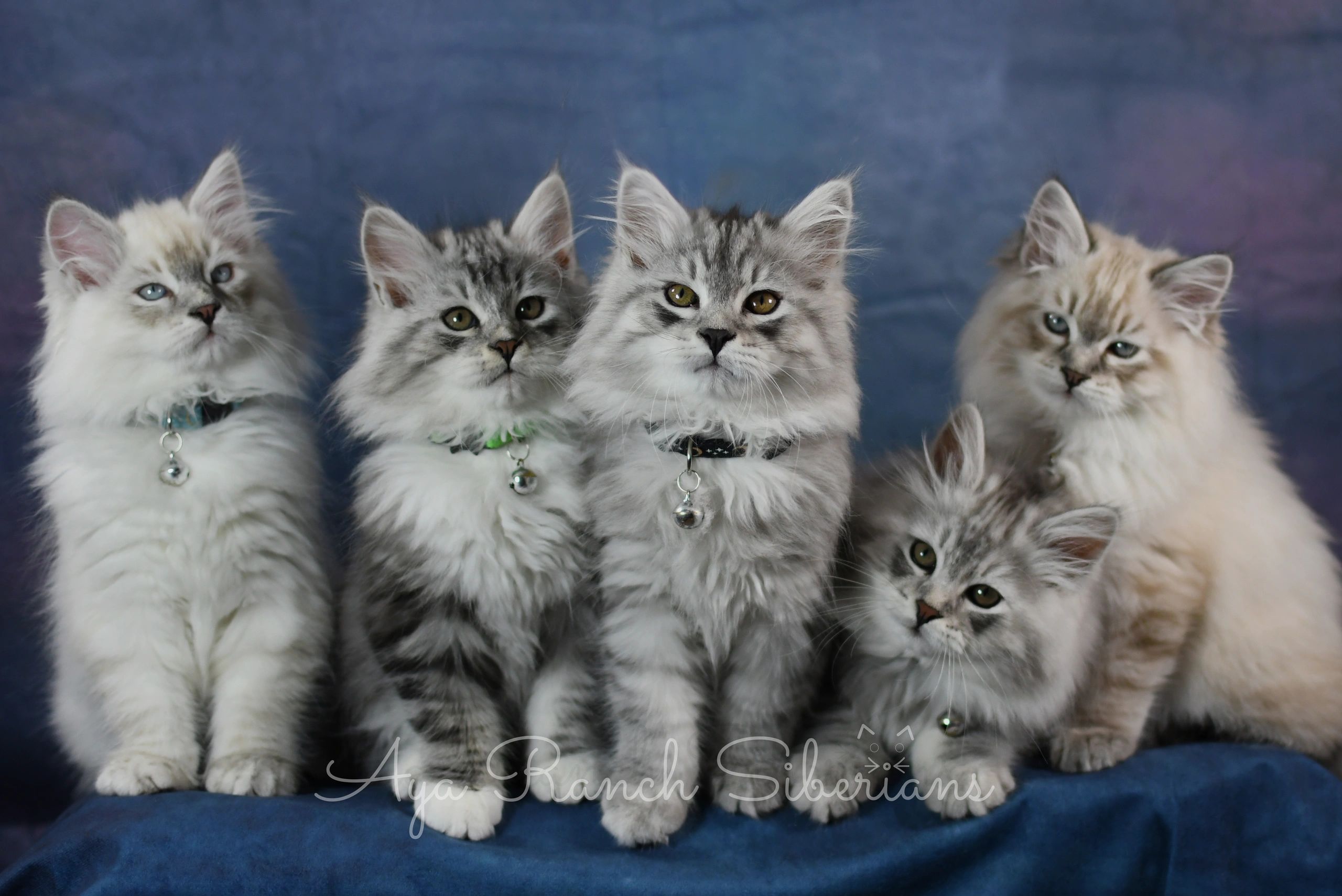 Aya Ranch Siberians Siberian Forest Cats, Breeder, Cattery